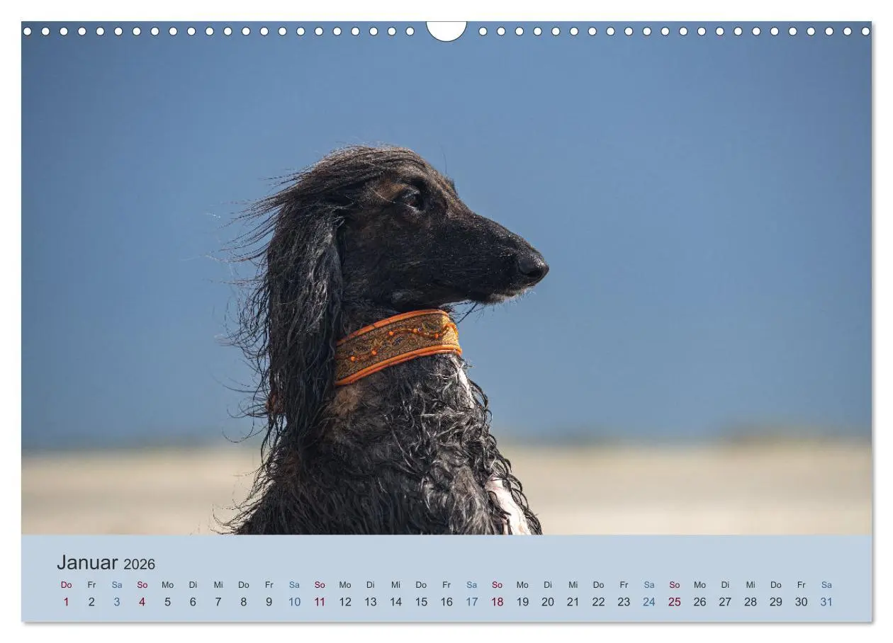 Bild: 9783457883532 | AFGHANISCHE WINDHUNDE 2026 (Wandkalender 2026 DIN A3 quer),...