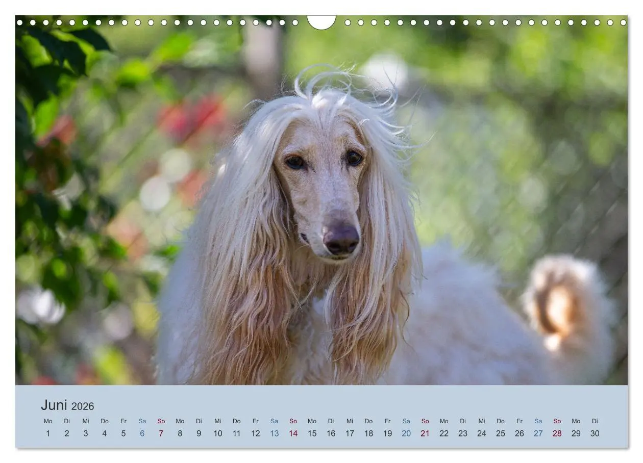 Bild: 9783457883532 | AFGHANISCHE WINDHUNDE 2026 (Wandkalender 2026 DIN A3 quer),...