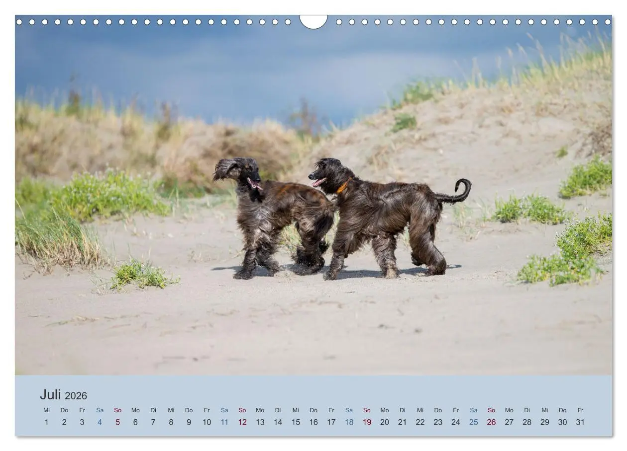 Bild: 9783457883532 | AFGHANISCHE WINDHUNDE 2026 (Wandkalender 2026 DIN A3 quer),...