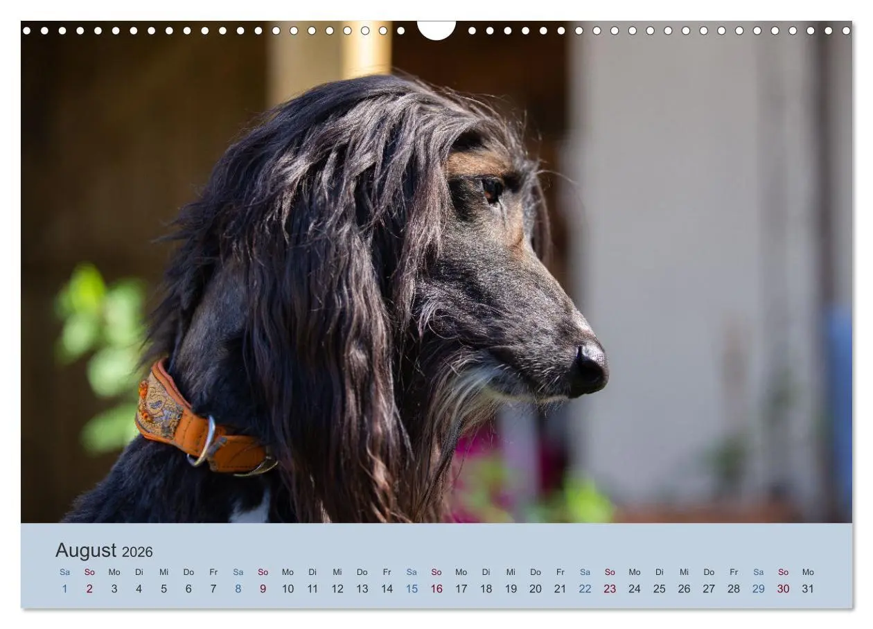 Bild: 9783457883532 | AFGHANISCHE WINDHUNDE 2026 (Wandkalender 2026 DIN A3 quer),...