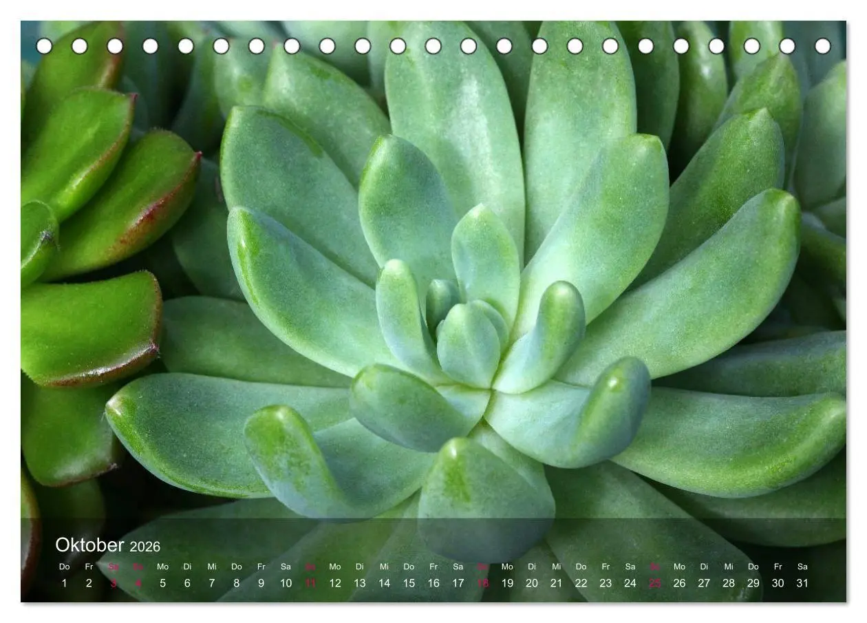 Bild: 9783516043532 | Sukkulenten in Haus und Garten (Tischkalender 2026 DIN A5 quer),...