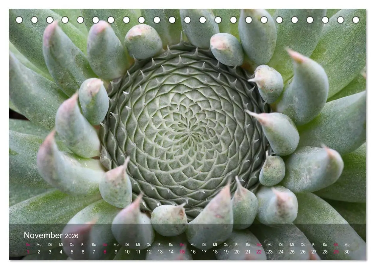 Bild: 9783516043532 | Sukkulenten in Haus und Garten (Tischkalender 2026 DIN A5 quer),...