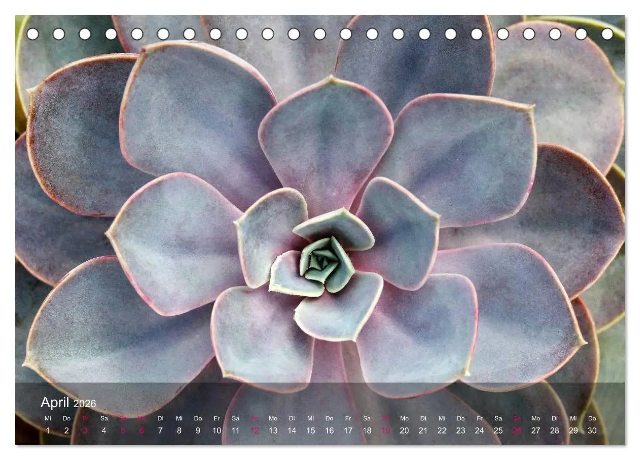 Bild: 9783516043532 | Sukkulenten in Haus und Garten (Tischkalender 2026 DIN A5 quer),...