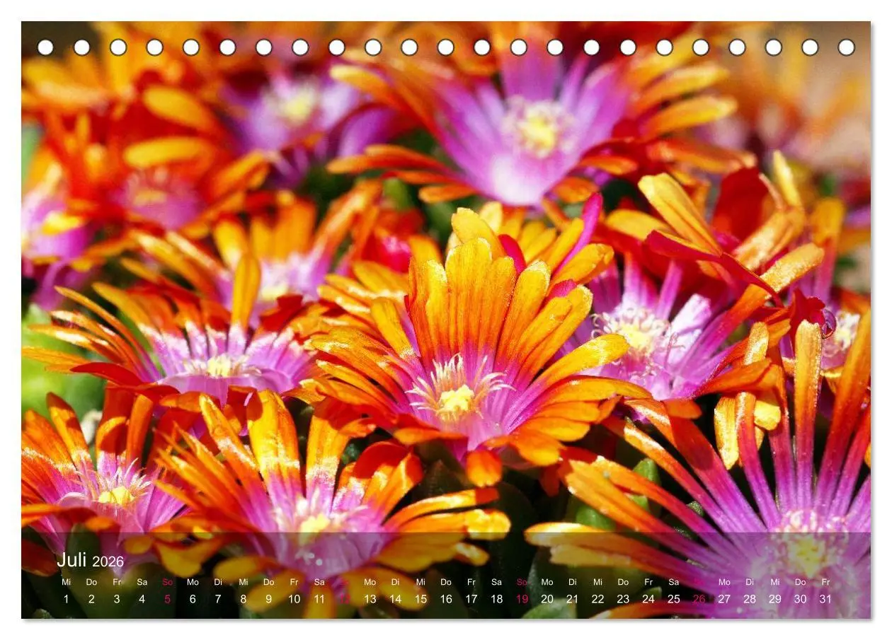 Bild: 9783516043532 | Sukkulenten in Haus und Garten (Tischkalender 2026 DIN A5 quer),...