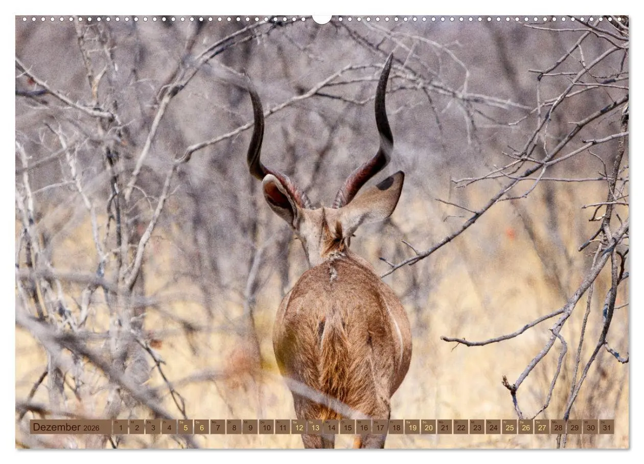 Bild: 9783457493632 | Wildlife Namibia - Etosha und Kalahari (hochwertiger Premium...