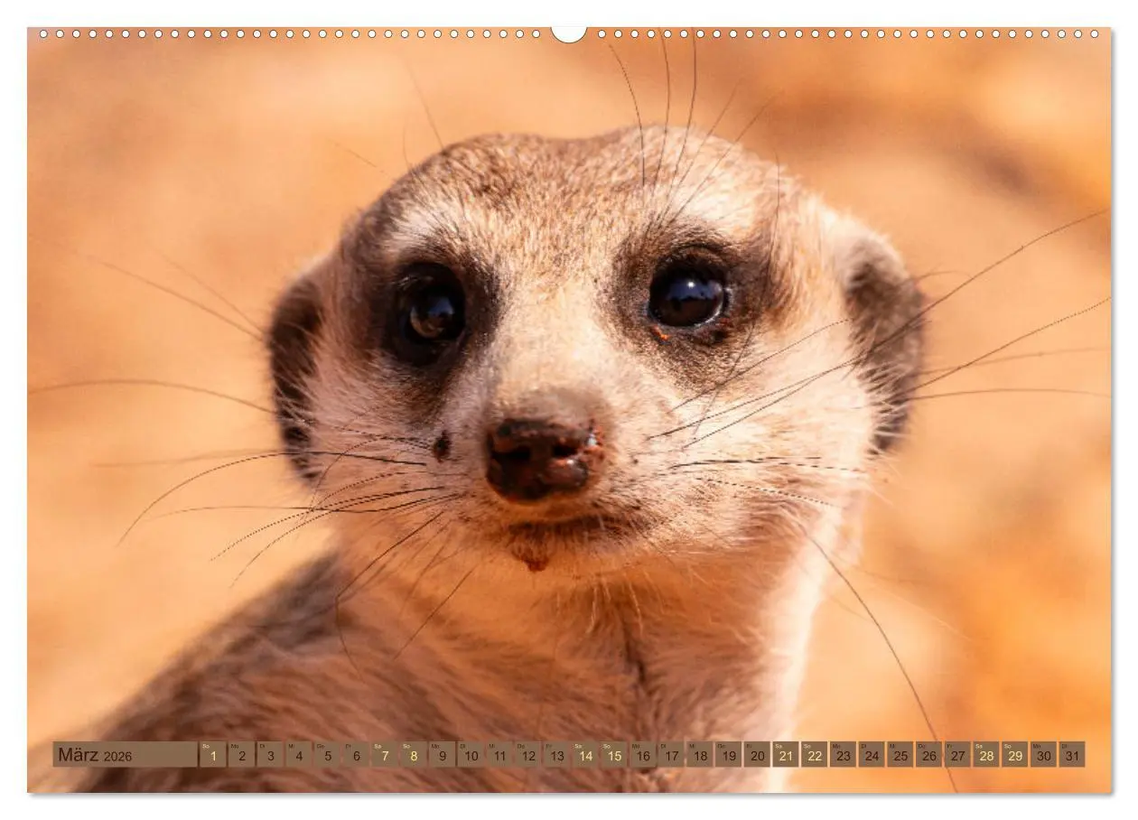 Bild: 9783457493632 | Wildlife Namibia - Etosha und Kalahari (hochwertiger Premium...