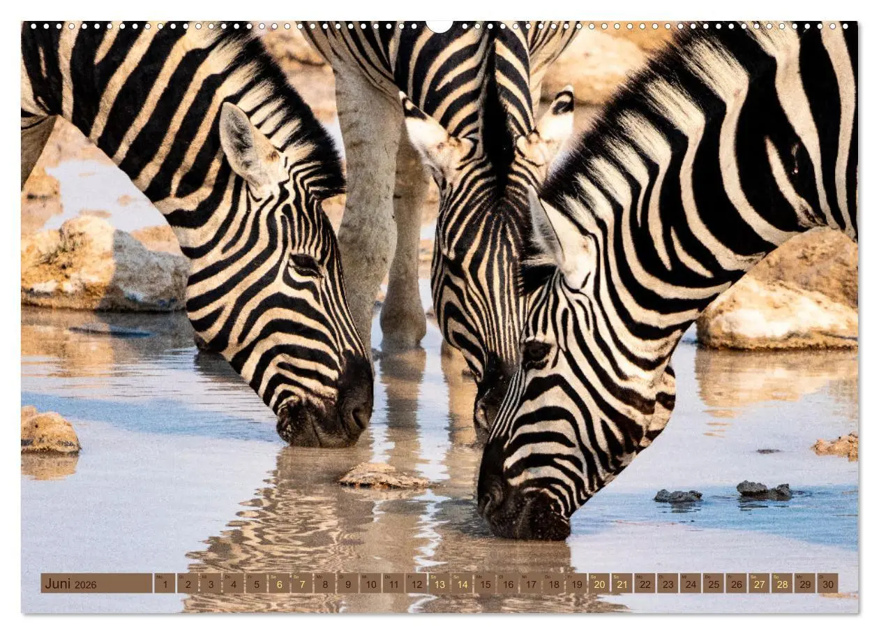 Bild: 9783457493632 | Wildlife Namibia - Etosha und Kalahari (hochwertiger Premium...