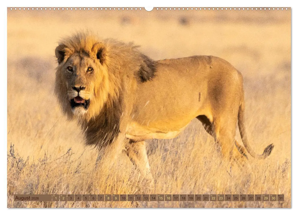 Bild: 9783457493632 | Wildlife Namibia - Etosha und Kalahari (hochwertiger Premium...