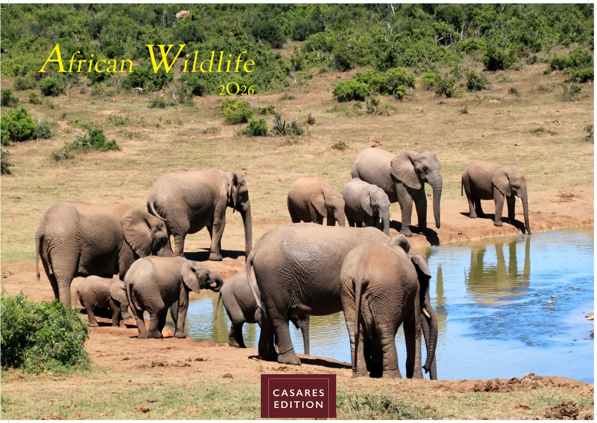 Cover: 9781835243732 | African Wildlife 2026 S 24x35 cm | Kalender | 14 S. | Deutsch | 2026