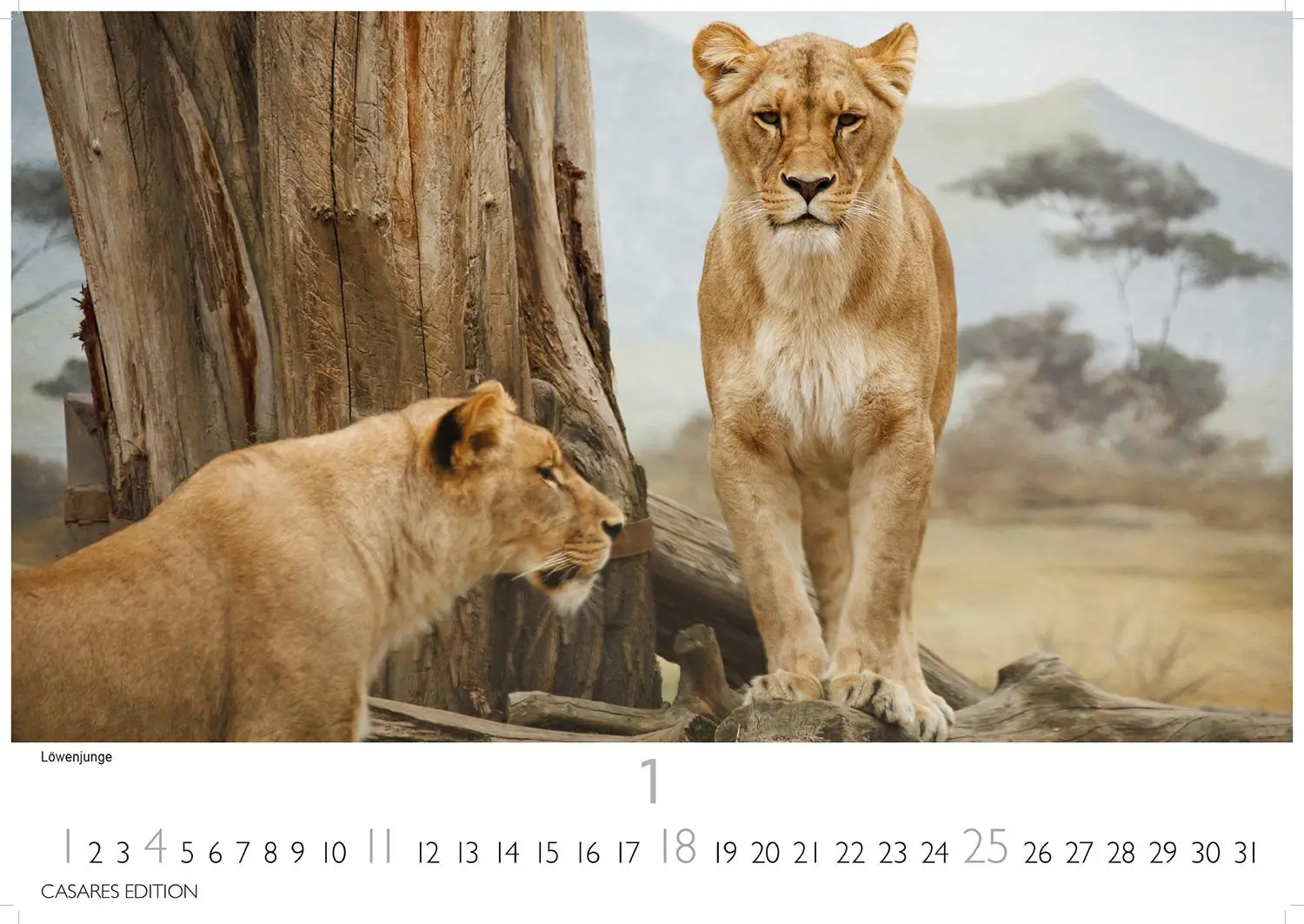 Bild: 9781835243732 | African Wildlife 2026 S 24x35 cm | Kalender | 14 S. | Deutsch | 2026