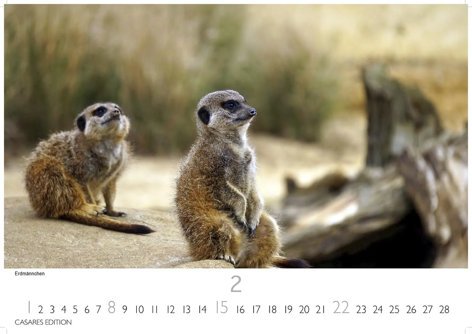 Bild: 9781835243732 | African Wildlife 2026 S 24x35 cm | Kalender | 14 S. | Deutsch | 2026