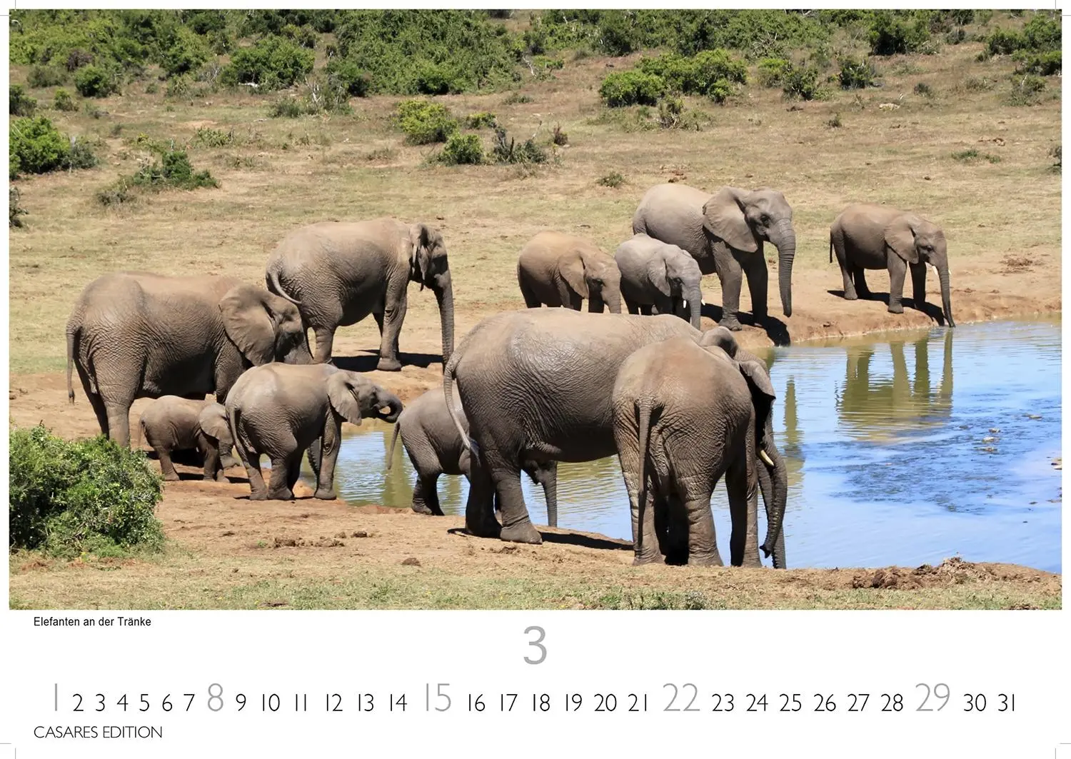 Bild: 9781835243732 | African Wildlife 2026 S 24x35 cm | Kalender | 14 S. | Deutsch | 2026