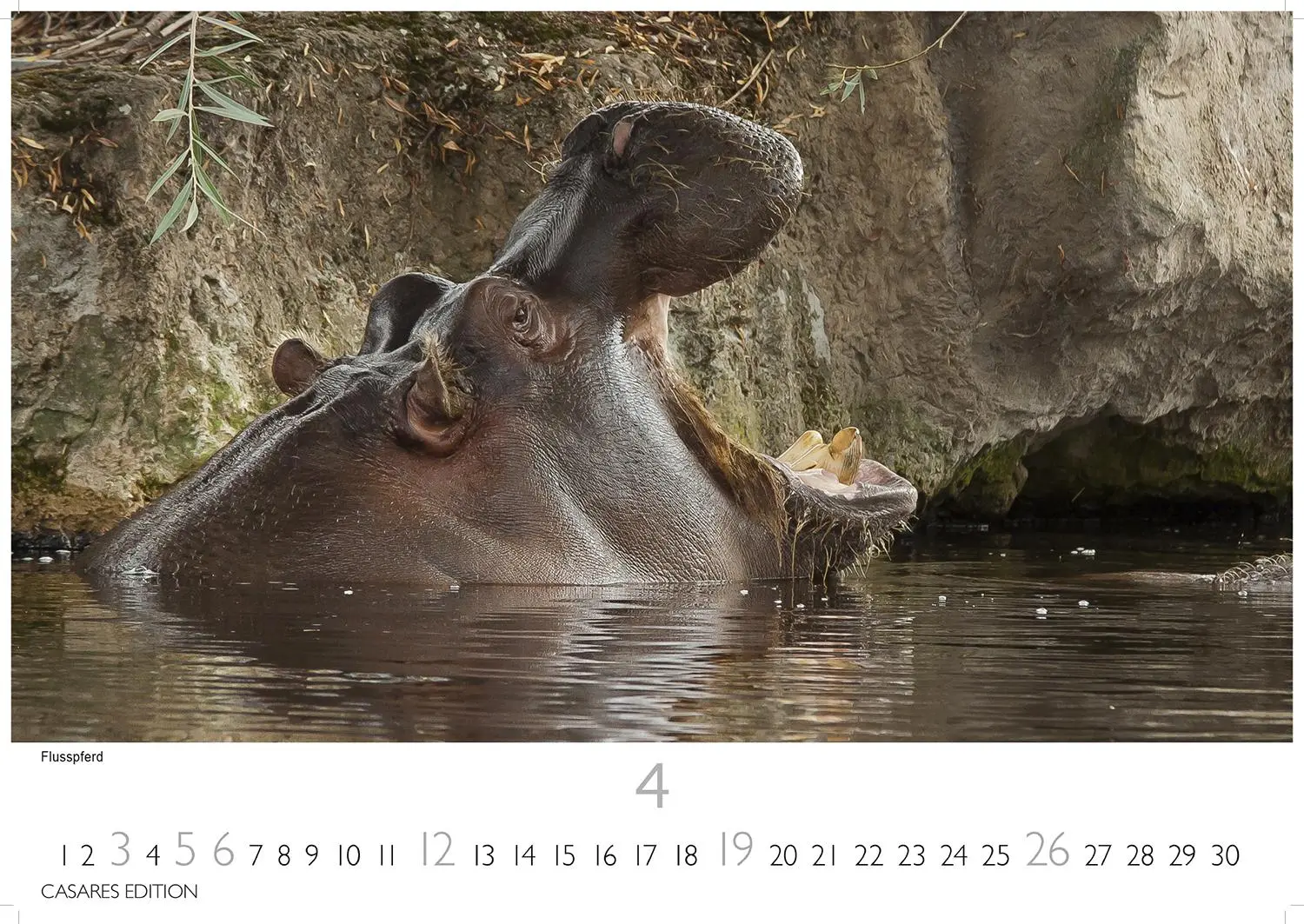 Bild: 9781835243732 | African Wildlife 2026 S 24x35 cm | Kalender | 14 S. | Deutsch | 2026