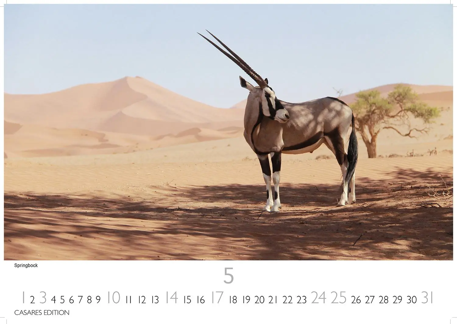 Bild: 9781835243732 | African Wildlife 2026 S 24x35 cm | Kalender | 14 S. | Deutsch | 2026