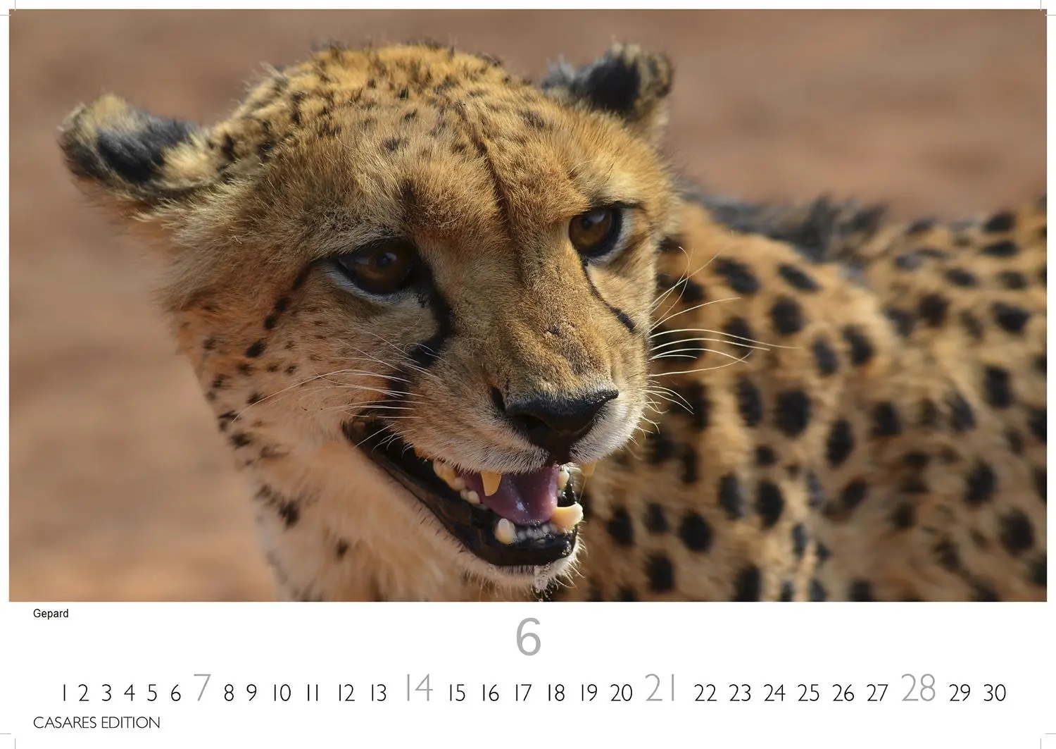 Bild: 9781835243732 | African Wildlife 2026 S 24x35 cm | Kalender | 14 S. | Deutsch | 2026