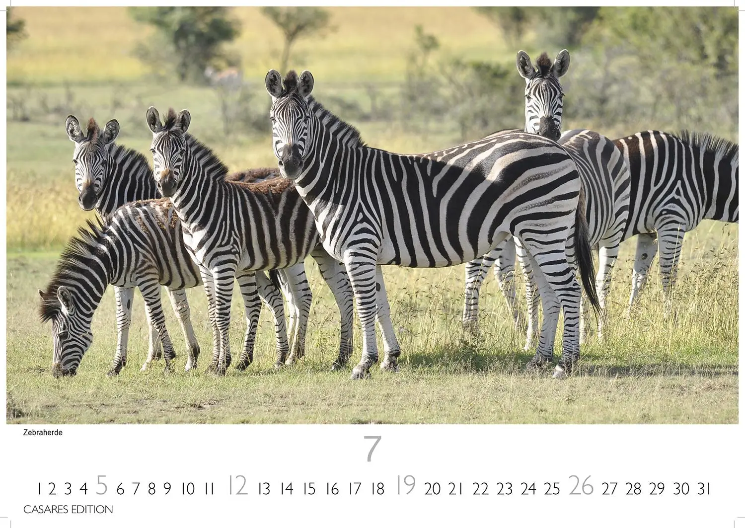 Bild: 9781835243732 | African Wildlife 2026 S 24x35 cm | Kalender | 14 S. | Deutsch | 2026
