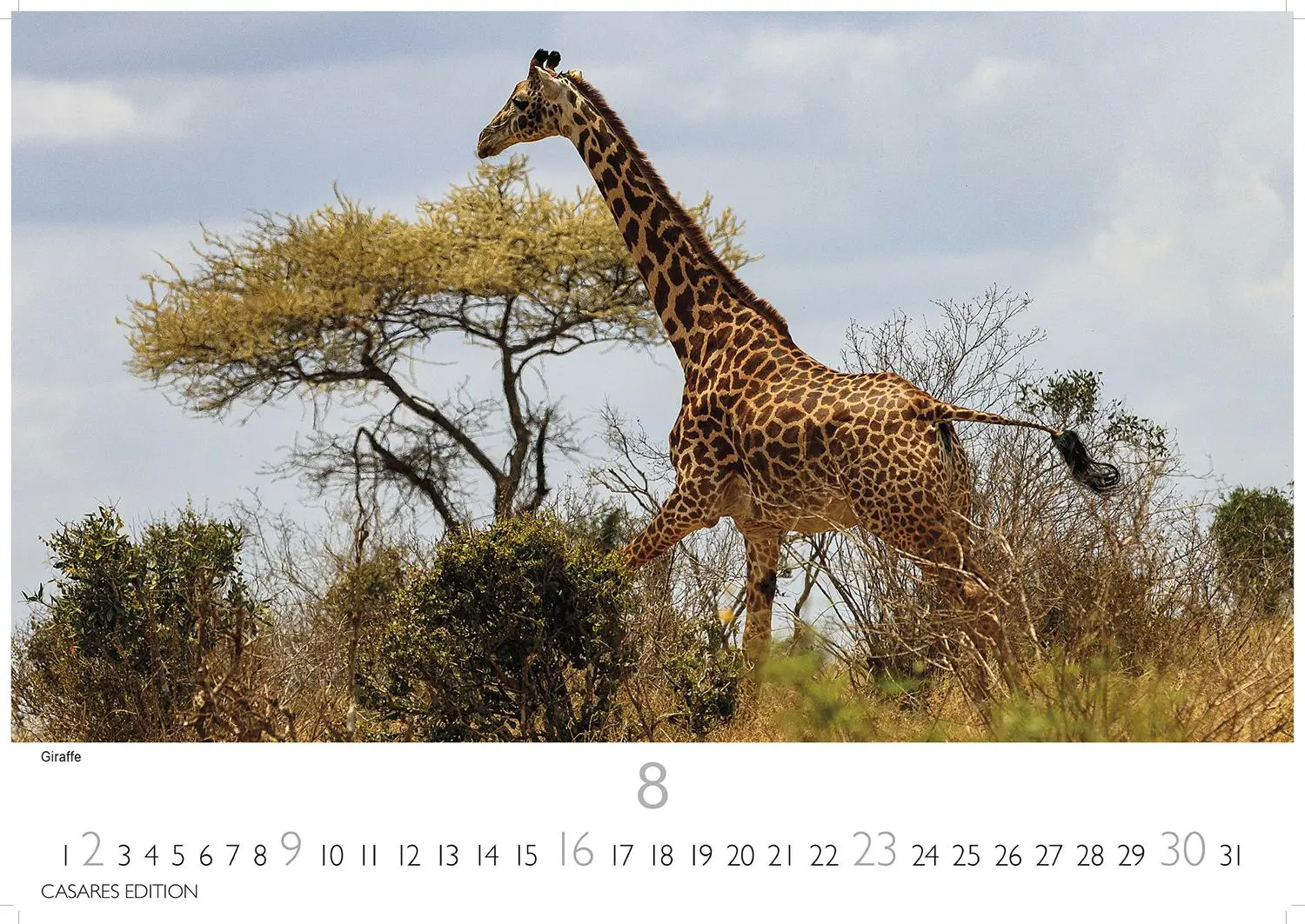 Bild: 9781835243732 | African Wildlife 2026 S 24x35 cm | Kalender | 14 S. | Deutsch | 2026
