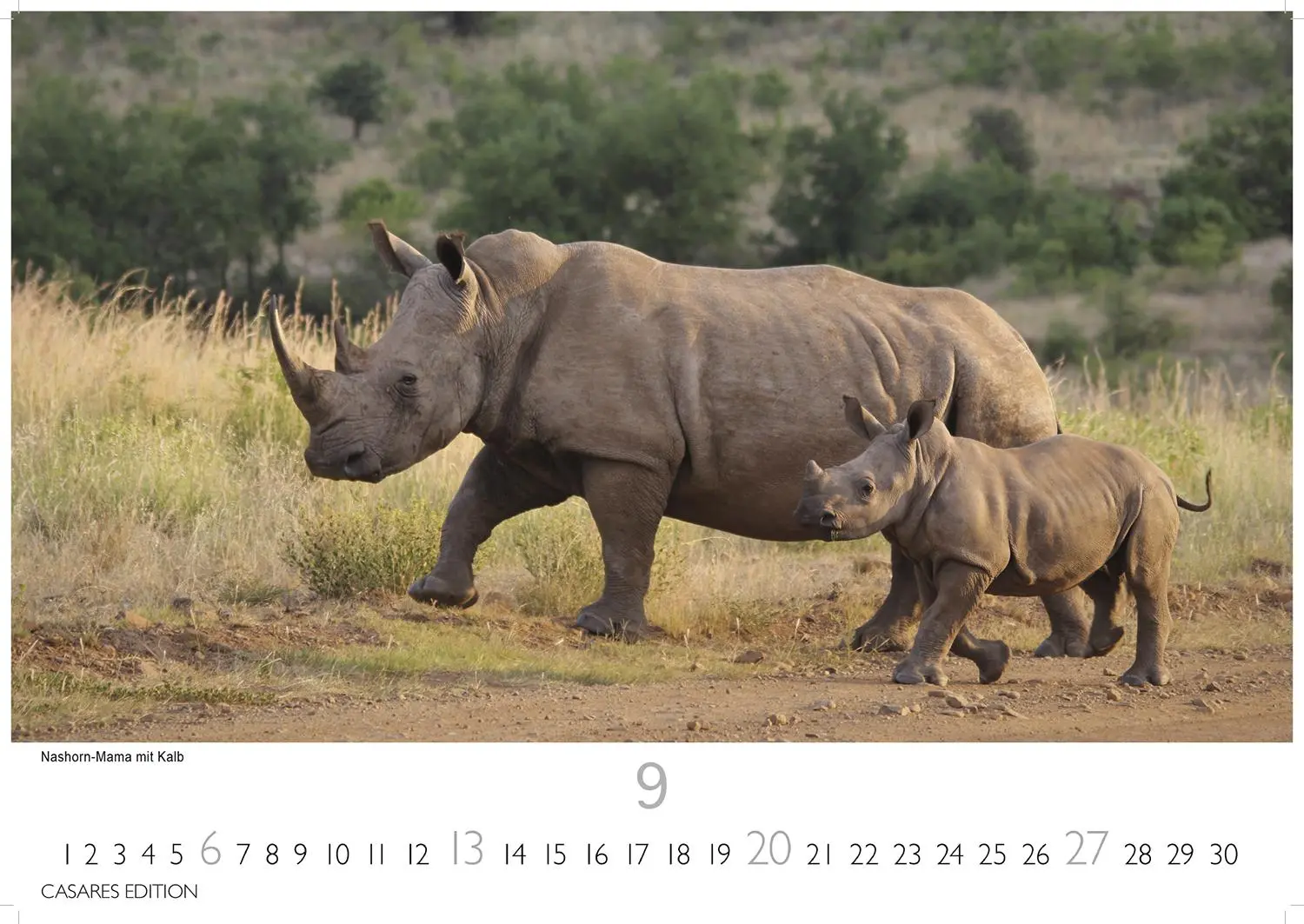 Bild: 9781835243732 | African Wildlife 2026 S 24x35 cm | Kalender | 14 S. | Deutsch | 2026