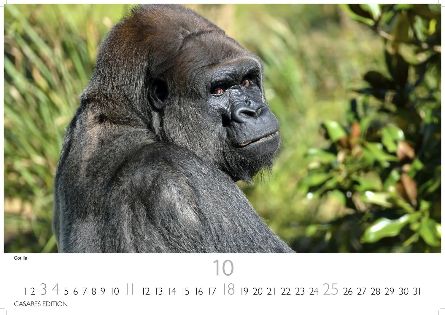 Bild: 9781835243732 | African Wildlife 2026 S 24x35 cm | Kalender | 14 S. | Deutsch | 2026