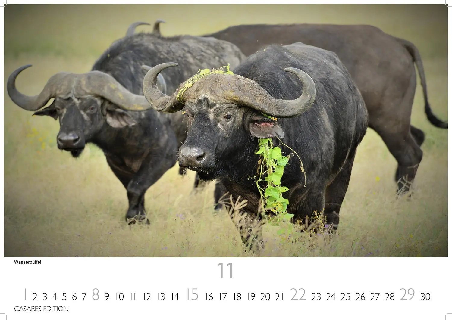 Bild: 9781835243732 | African Wildlife 2026 S 24x35 cm | Kalender | 14 S. | Deutsch | 2026