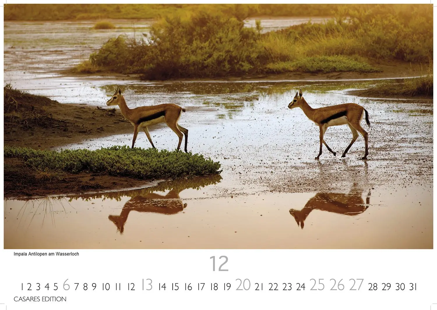 Bild: 9781835243732 | African Wildlife 2026 S 24x35 cm | Kalender | 14 S. | Deutsch | 2026