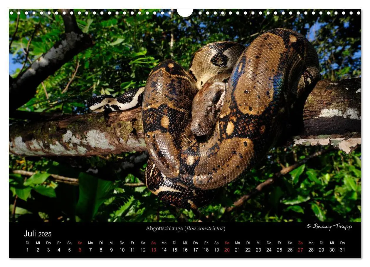 Bild: 9783435773732 | Schlangen (Wandkalender 2025 DIN A3 quer), CALVENDO Monatskalender