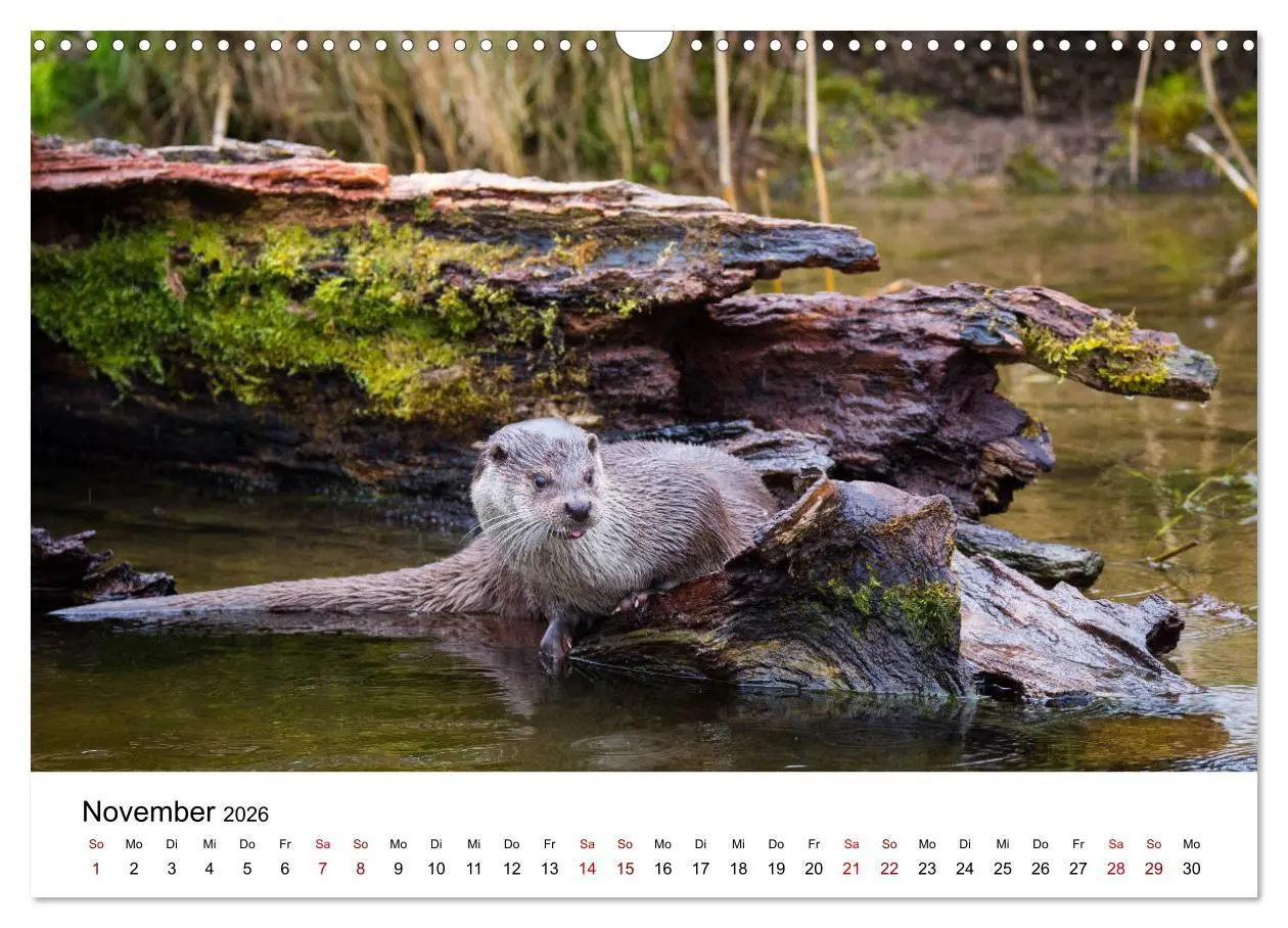 Bild: 9783457863732 | Otter - Jäger an Flüssen und Seen (Wandkalender 2026 DIN A3 quer),...