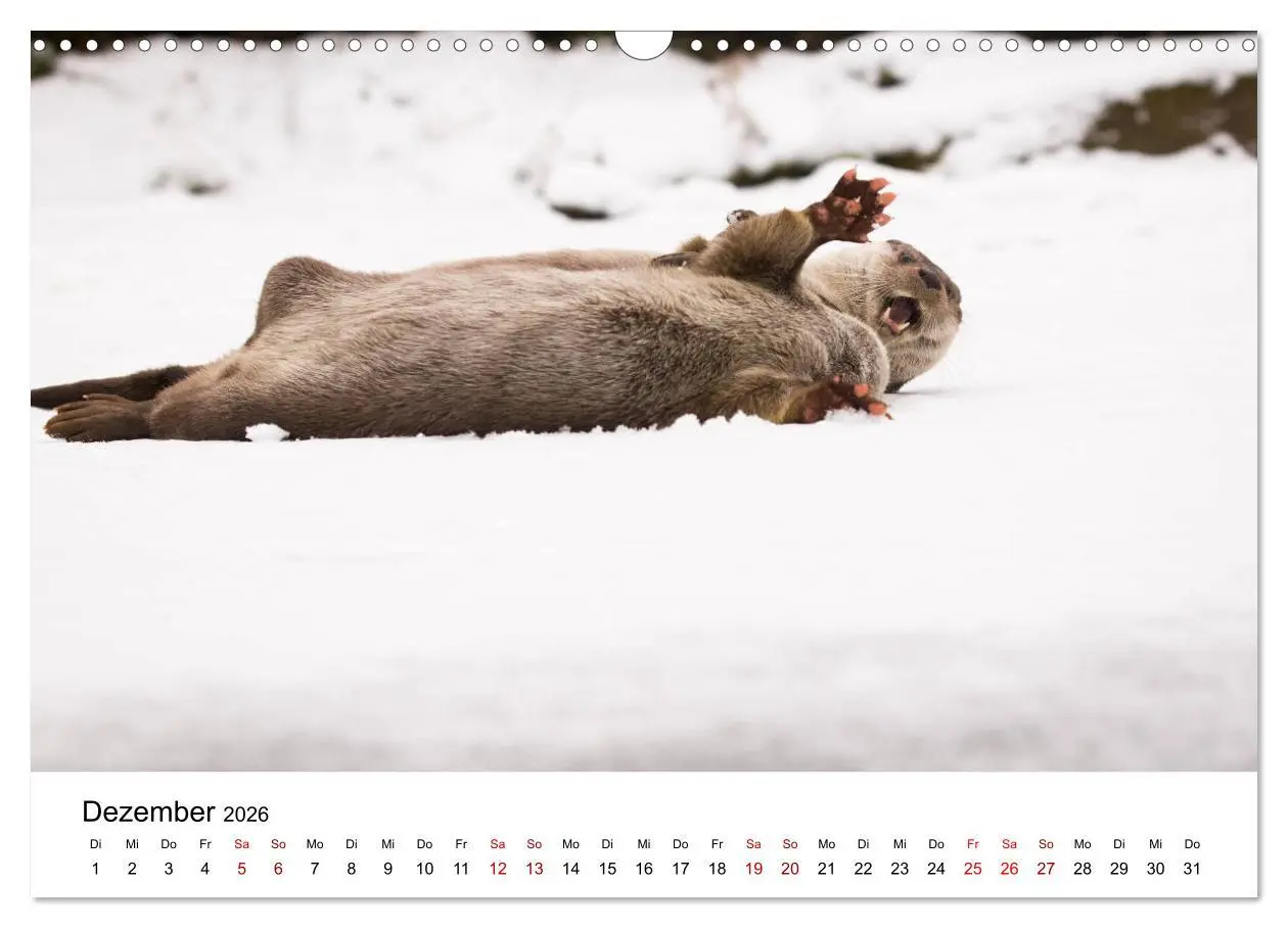 Bild: 9783457863732 | Otter - Jäger an Flüssen und Seen (Wandkalender 2026 DIN A3 quer),...