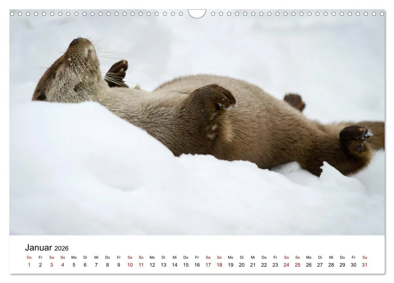 Bild: 9783457863732 | Otter - Jäger an Flüssen und Seen (Wandkalender 2026 DIN A3 quer),...