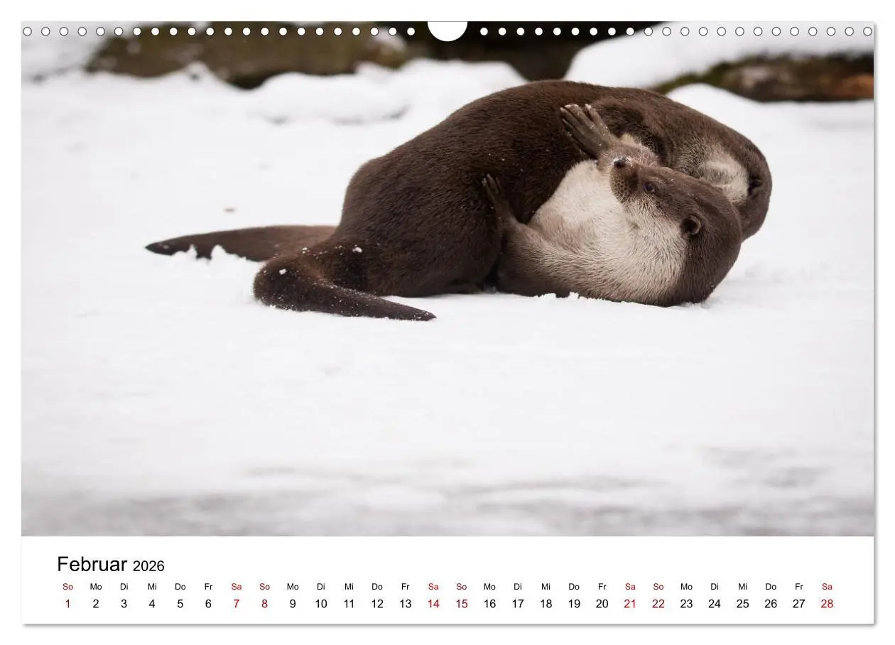 Bild: 9783457863732 | Otter - Jäger an Flüssen und Seen (Wandkalender 2026 DIN A3 quer),...