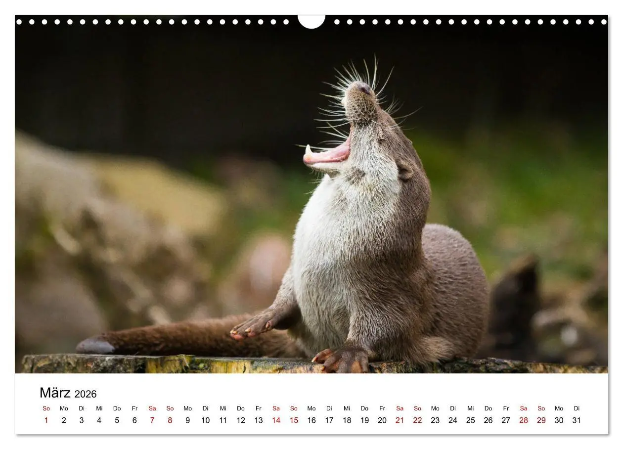 Bild: 9783457863732 | Otter - Jäger an Flüssen und Seen (Wandkalender 2026 DIN A3 quer),...