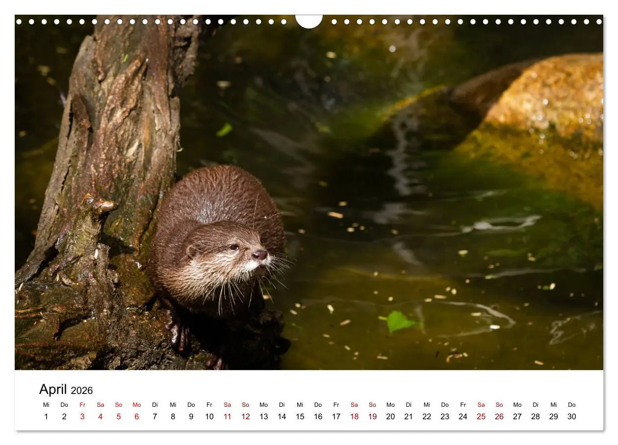 Bild: 9783457863732 | Otter - Jäger an Flüssen und Seen (Wandkalender 2026 DIN A3 quer),...