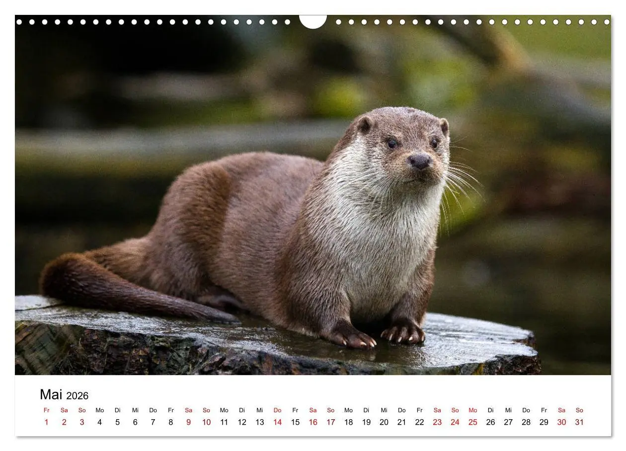 Bild: 9783457863732 | Otter - Jäger an Flüssen und Seen (Wandkalender 2026 DIN A3 quer),...