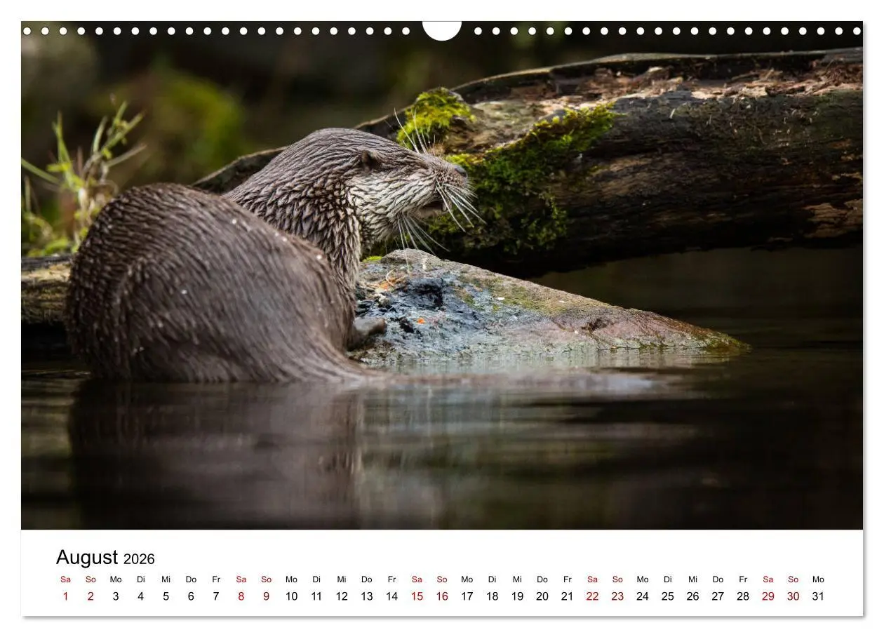 Bild: 9783457863732 | Otter - Jäger an Flüssen und Seen (Wandkalender 2026 DIN A3 quer),...