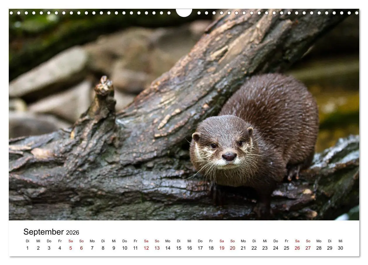 Bild: 9783457863732 | Otter - Jäger an Flüssen und Seen (Wandkalender 2026 DIN A3 quer),...