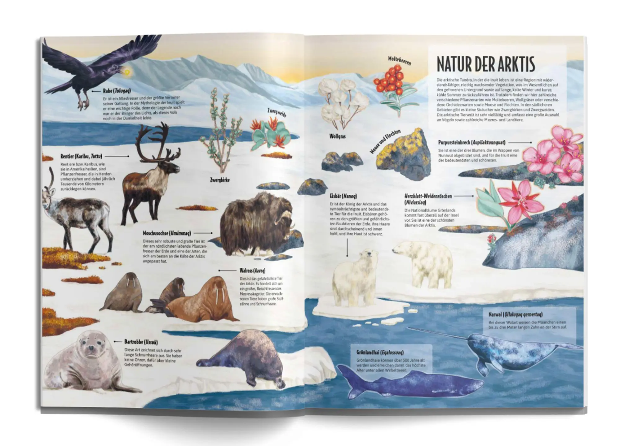 Bild: 9783038763932 | Die Welt der Inuit | So leben die Frauen am Nordpol | Francesc Bailon
