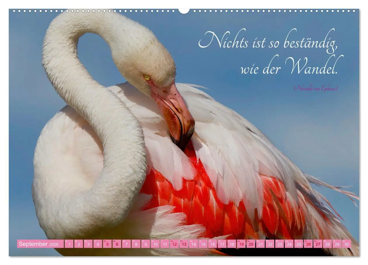 Bild: 9783457393932 | The Power Of Pink (hochwertiger Premium Wandkalender 2026 DIN A2...