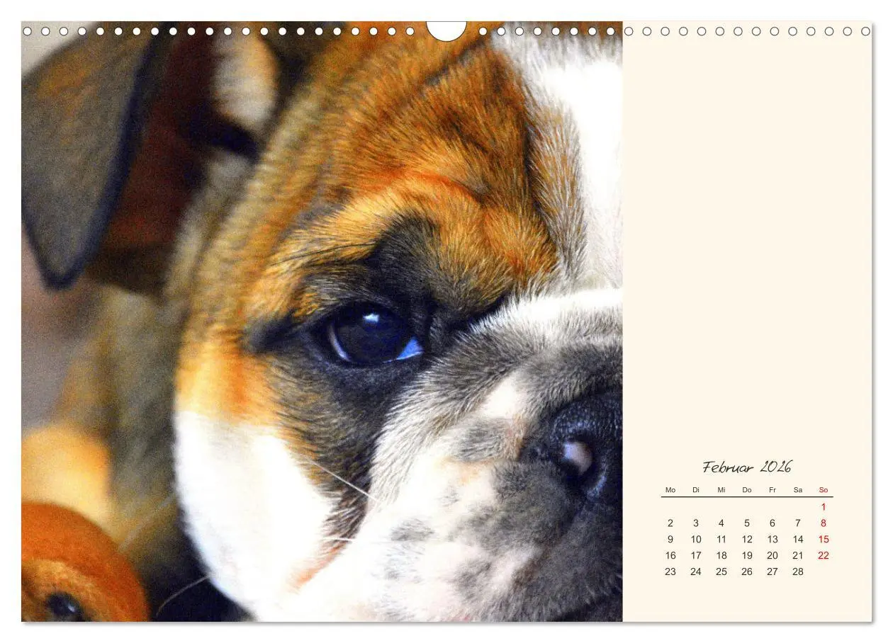 Bild: 9783457913932 | Dicke Freunde. Englische Bulldoggen (Wandkalender 2026 DIN A3...