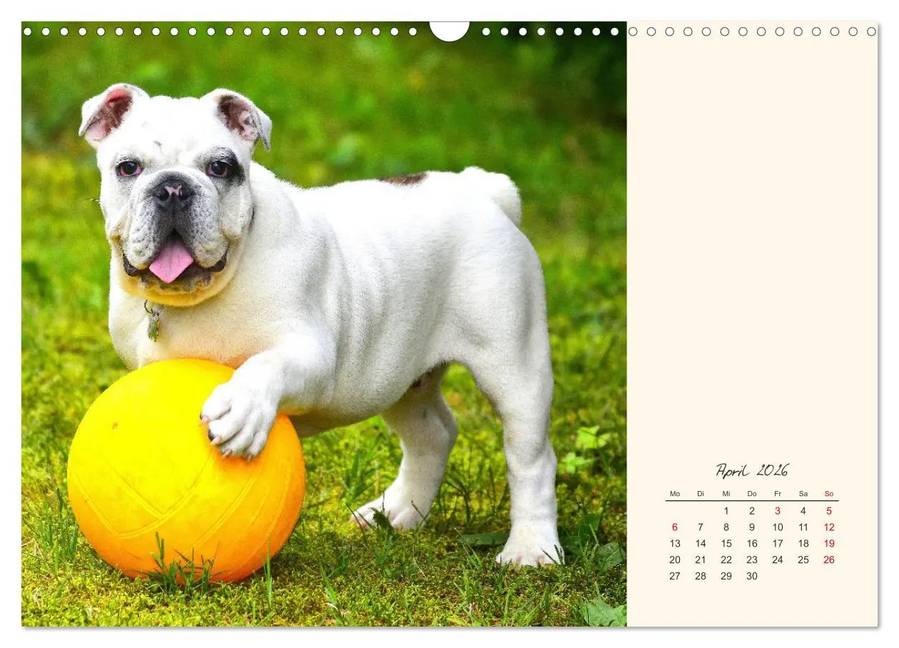 Bild: 9783457913932 | Dicke Freunde. Englische Bulldoggen (Wandkalender 2026 DIN A3...