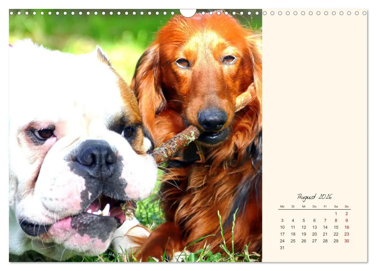 Bild: 9783457913932 | Dicke Freunde. Englische Bulldoggen (Wandkalender 2026 DIN A3...