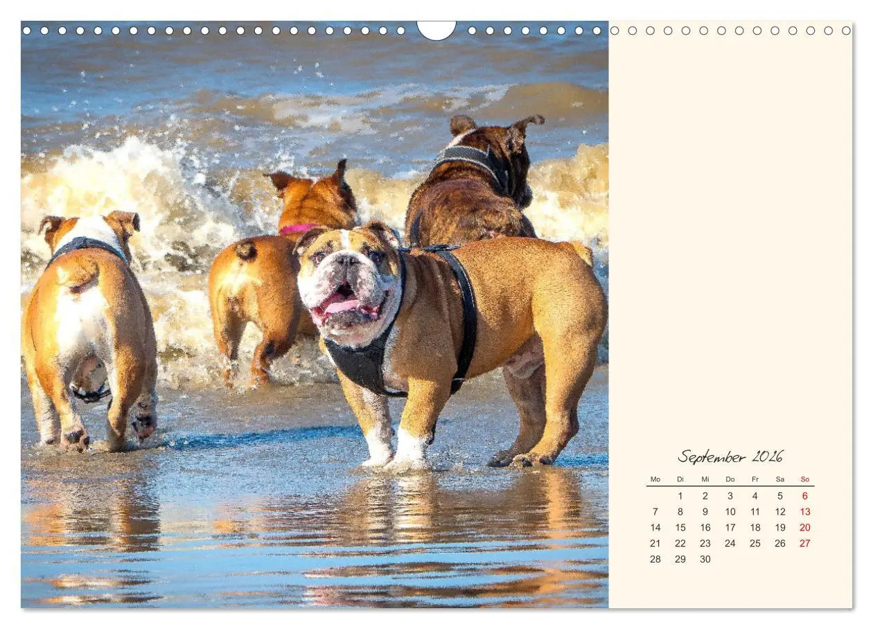 Bild: 9783457913932 | Dicke Freunde. Englische Bulldoggen (Wandkalender 2026 DIN A3...