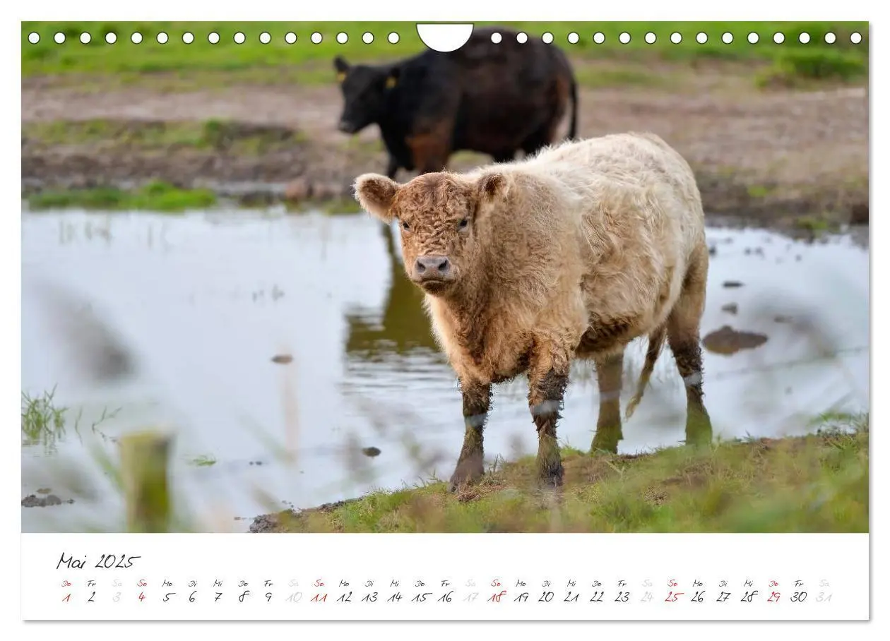 Bild: 9783435644032 | Geltinger Birk (Wandkalender 2025 DIN A4 quer), CALVENDO...