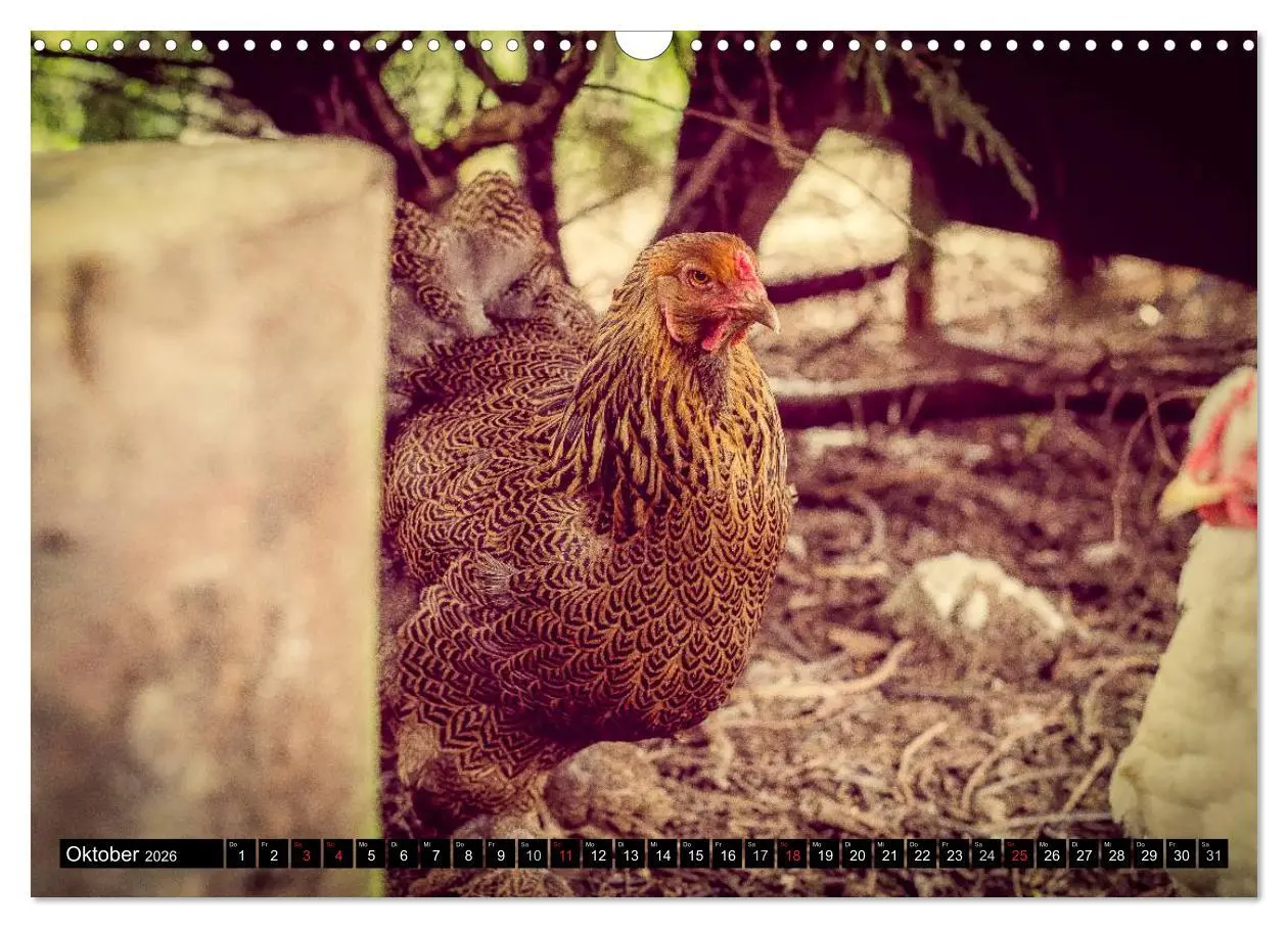 Bild: 9783457974032 | Hühner in meinem Garten (Wandkalender 2026 DIN A3 quer), CALVENDO...