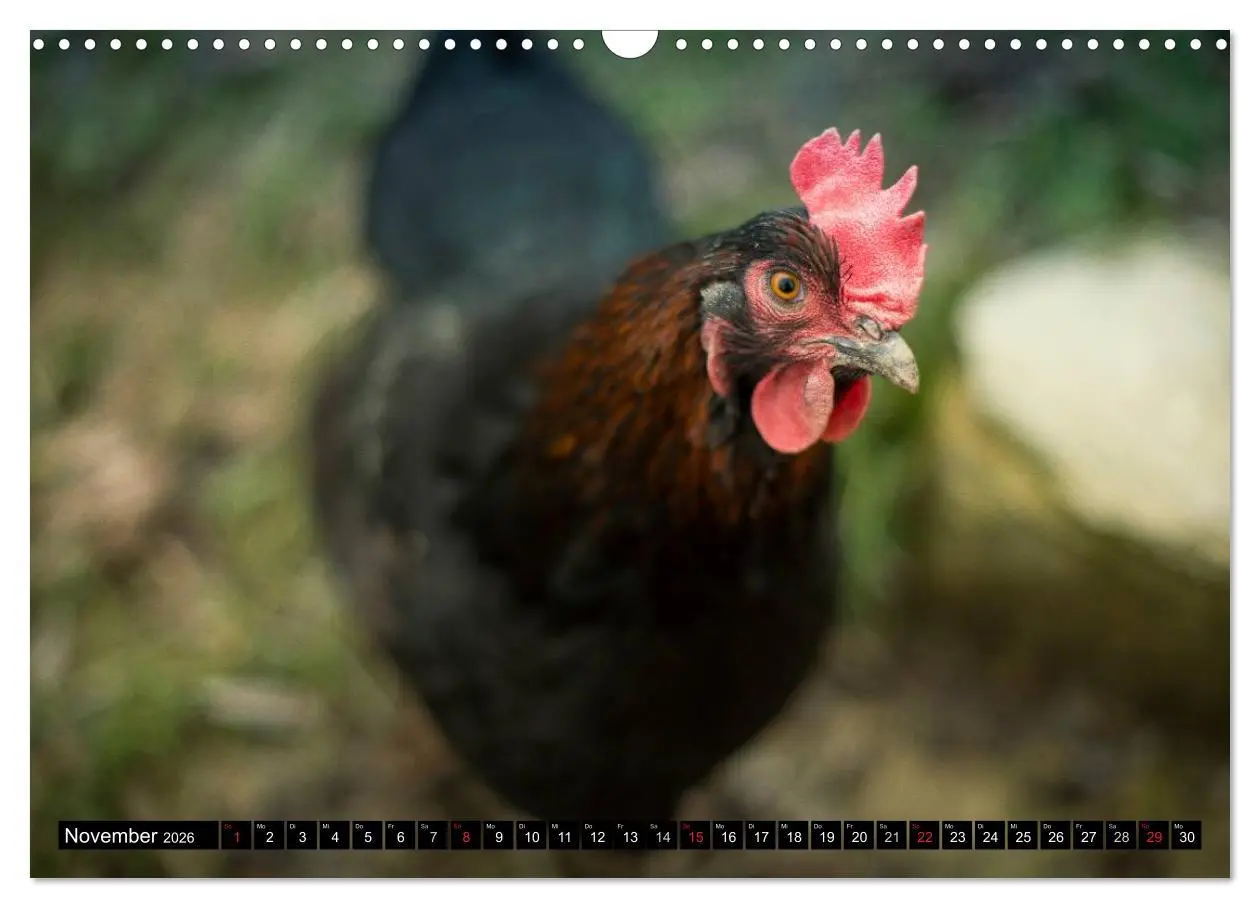 Bild: 9783457974032 | Hühner in meinem Garten (Wandkalender 2026 DIN A3 quer), CALVENDO...