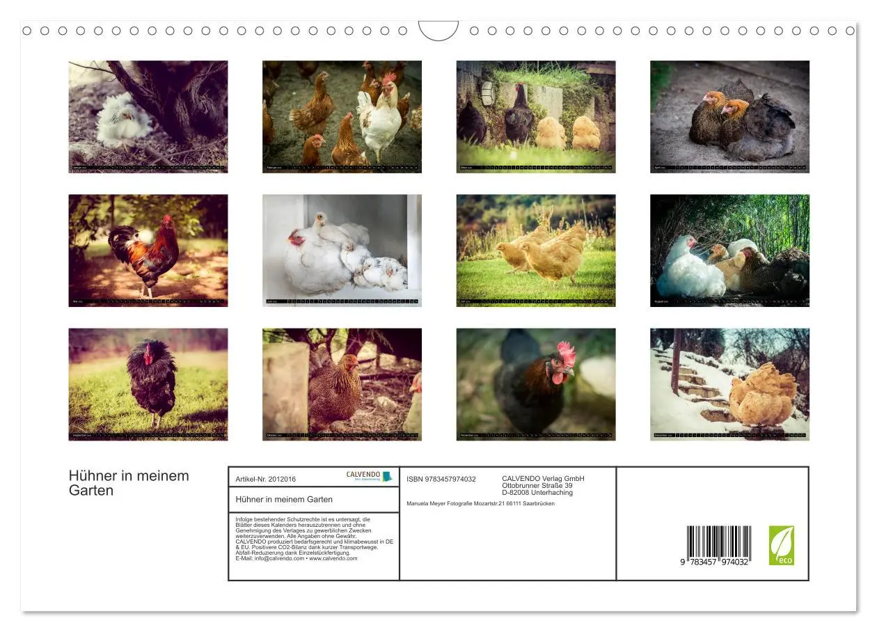Bild: 9783457974032 | Hühner in meinem Garten (Wandkalender 2026 DIN A3 quer), CALVENDO...