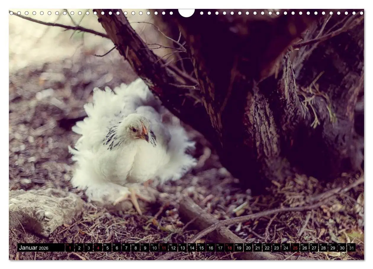 Bild: 9783457974032 | Hühner in meinem Garten (Wandkalender 2026 DIN A3 quer), CALVENDO...