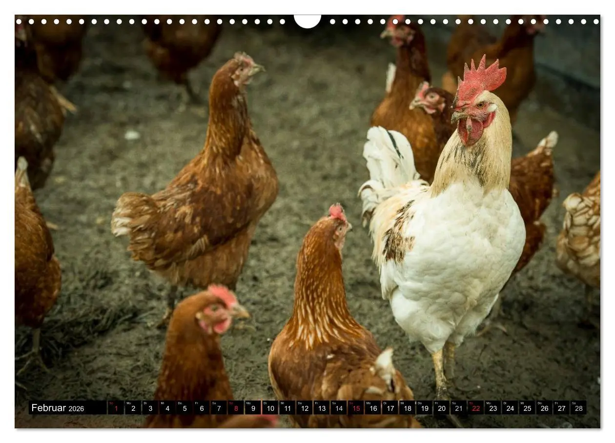 Bild: 9783457974032 | Hühner in meinem Garten (Wandkalender 2026 DIN A3 quer), CALVENDO...