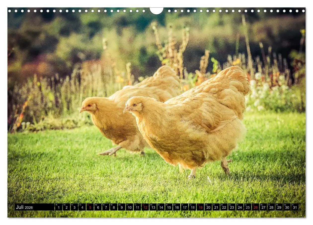 Bild: 9783457974032 | Hühner in meinem Garten (Wandkalender 2026 DIN A3 quer), CALVENDO...