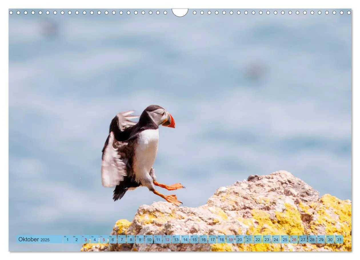 Bild: 9783457194232 | Papageientaucher - Farbenfrohe Flieger der Natur (Wandkalender 2025...