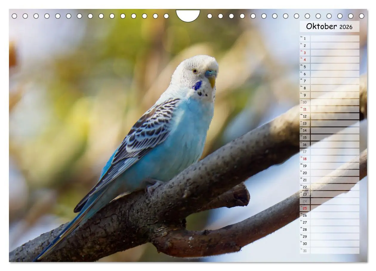 Bild: 9783457564332 | Zauberhafte Wellensittiche (Wandkalender 2026 DIN A4 quer),...